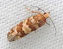 White Pine Cone Borer - Hodges#3074 - photo 5