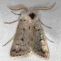 Eucoptocnemis dapsilis - Hodges#10696