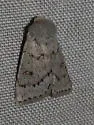 Eucoptocnemis dapsilis - Hodges#10696 - photo 2