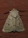 Eucoptocnemis dapsilis - Hodges#10696 - photo 3