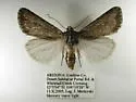 Eucoptocnemis dollii - Hodges#10643