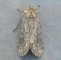 Eucoptocnemis dollii - Hodges#10643 - photo 2