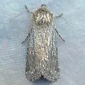 Eucoptocnemis dollii - Hodges#10643 - photo 3