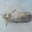 Eucoptocnemis dollii - Hodges#10643 - photo 4