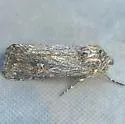 Eucoptocnemis dollii - Hodges#10643 - photo 5