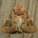 Eucoptocnemis elingua - Hodges#10697