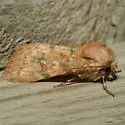 Eucoptocnemis elingua - Hodges#10697 - photo 2