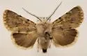 Eucoptocnemis elingua - Hodges#10697 - photo 4