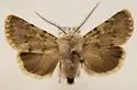 Eucoptocnemis elingua - Hodges#10697 - photo 5