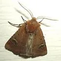 Fringed Dart - Hodges#10694