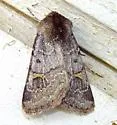 Fringed Dart - Hodges#10694 - photo 2