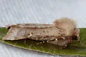 Fringed Dart - Hodges#10694 - photo 3
