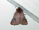 Fringed Dart - Hodges#10694 - photo 4