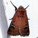 Fringed Dart - Hodges#10694 - photo 5