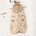 Eucoptocnemis nr. rufula - Hodges#10696.89 - photo 2