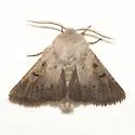 Eucoptocnemis nr. rufula - Hodges#10696.89 - photo 4