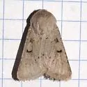 Eucoptocnemis nr. rufula - Hodges#10696.89 - photo 5