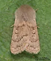 Eucoptocnemis rufula - Hodges#10696.1
