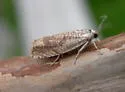 Eucosma alabamae - Hodges#3005.3