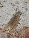 Eucosma ambodaidaleia - Hodges#3004.1
