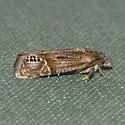 Eucosma amphorana - Hodges#2922