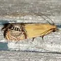 Annette's Eucosma - Hodges#2919