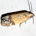Annette's Eucosma - Hodges#2919 - photo 2