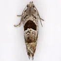 Eucosma apacheana - Hodges#2946