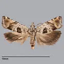 Eucosma apacheana - Hodges#2946 - photo 4