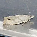 Eucosma artemisiana - Hodges#2984