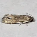 Eucosma autumnana - Hodges#2925