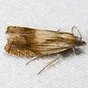 Eucosma awemeana - Hodges#2911 - photo 2