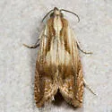 Eucosma awemeana - Hodges#2911 - photo 3