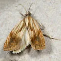 Eucosma awemeana - Hodges#2911 - photo 4