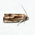 Eucosma awemeana - Hodges#2911 - photo 5