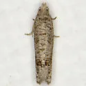 Eucosma baggetti - Hodges#3110.1 - photo 2