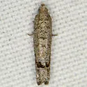 Eucosma baggetti - Hodges#3110.1 - photo 3