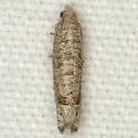 Eucosma baggetti - Hodges#3110.1 - photo 4