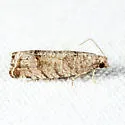 Eucosma baggetti - Hodges#3110.1 - photo 5