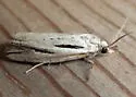 Two-lined Eucosma - Hodges#3100 - Eucosma bilineana