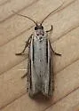 Two-lined Eucosma - Hodges#3100 - photo 2