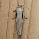 Two-lined Eucosma - Hodges#3100 - photo 4