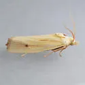 Eucosma bipunctella - Hodges#3099 - photo 2