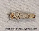 Eucosma bucephaloides - Hodges#3006 - photo 3