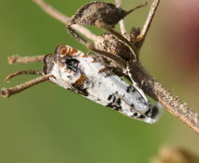 Eucosma campoliliana - photo 2