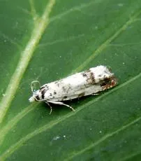 Eucosma campoliliana - photo 3