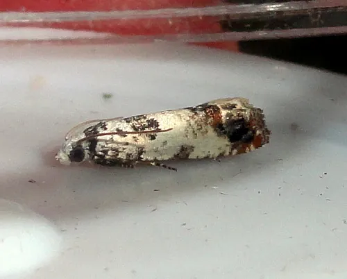 Eucosma campoliliana - photo 4