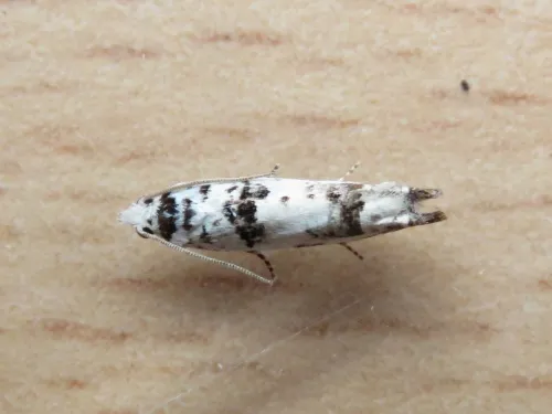 Eucosma campoliliana - photo 5