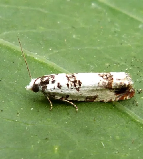 Eucosma campoliliana - photo 6