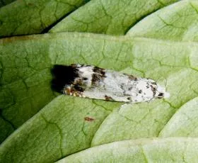 Eucosma campoliliana - photo 7